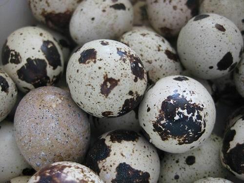 Quail Eggs